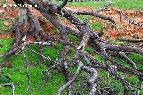 Abstract tree roots.