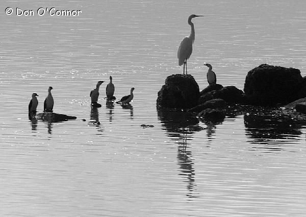 Cormorants and egret.