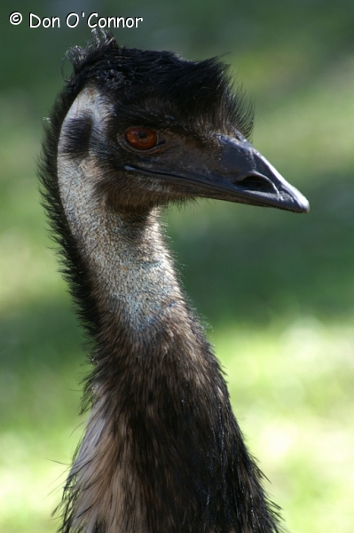 Emu.