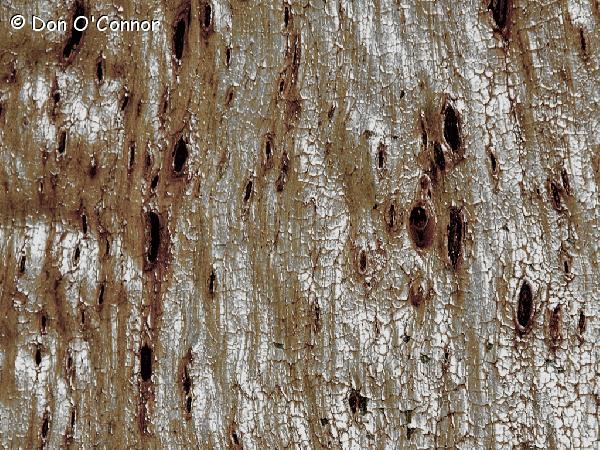 Abstract tree bark patterns.