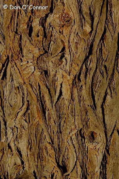 Abstract bark patterns.