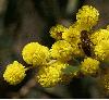 Wattle and bee.