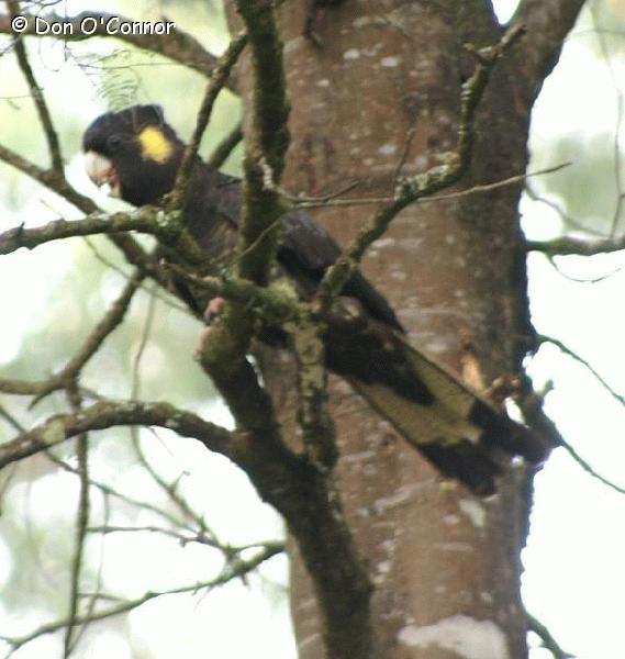 Yellow-Tailed Black-Cockatoo.