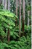 Trees and tree ferns.
