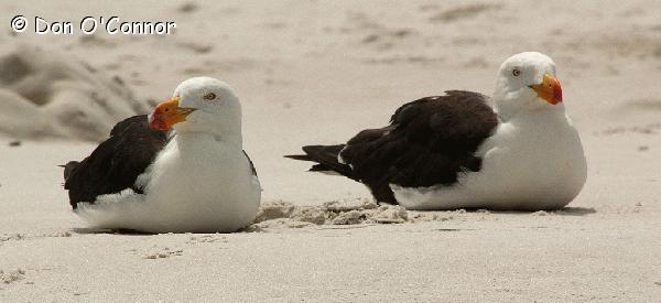 Pacific gulls.