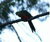 Female Australian King-Parrot.