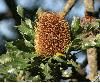 A type of banksia.