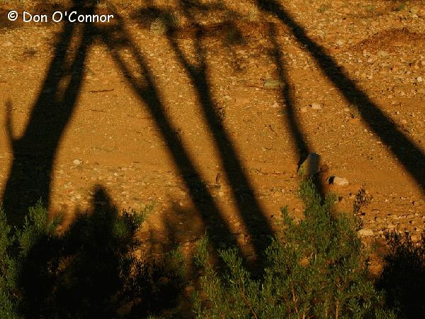 Abstract tree shadows.