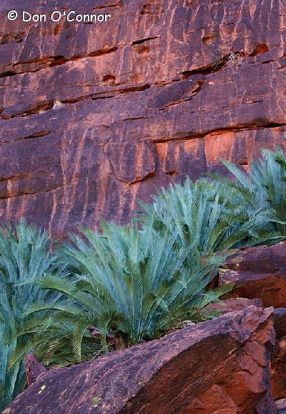 MacDonnell Ranges Cycad.