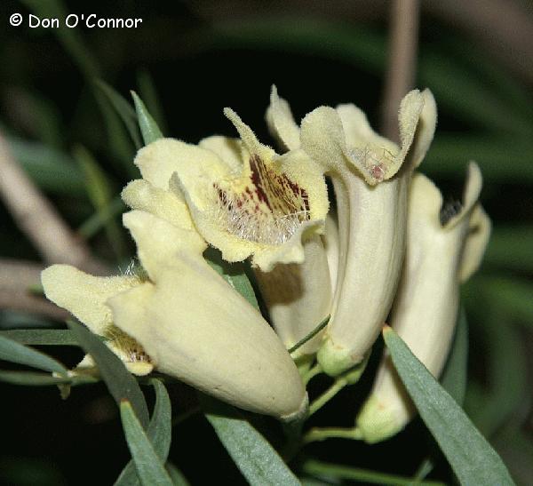 Sturt's Desert Fuchsia or Terpentine Bush.