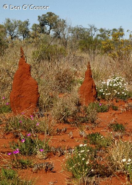 Termite mounds.