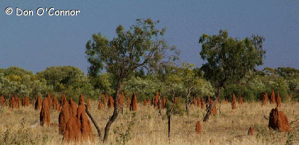 Termite mounds.