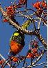 Red-Collared Lorikeet on a Bat's Wing Coral Tree.