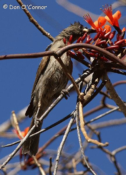 White-Gaped Honeyeater on a Bat's Wing Coral Tree.