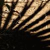 Abstract palm leaf shadows.