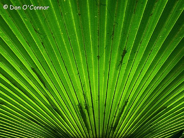 Leaf of a palm tree.