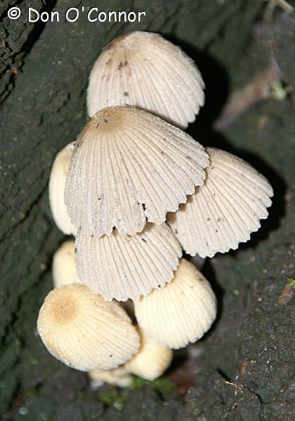 Fungus.