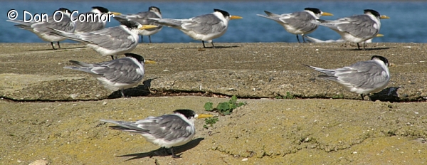 Crested Terns.