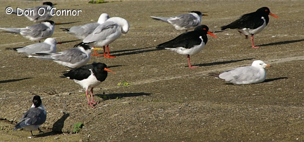 Crested Terns, Pied Oystercatchers, Silver Gulls.