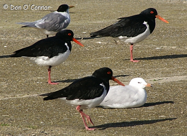 Pied Oystercatchers, Crested Tern, Silver Gull.
