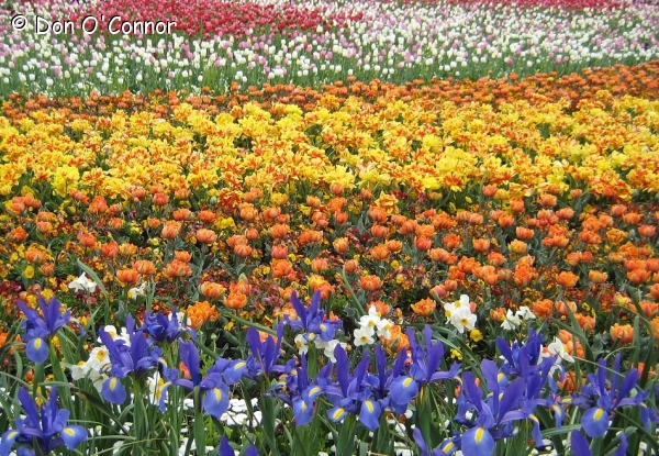 Mixed flowers, Floriade, Canberra.