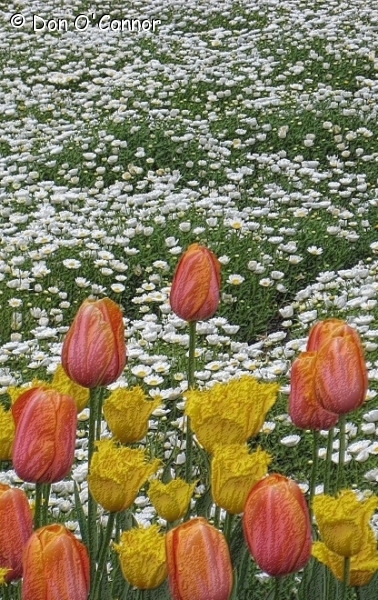 Tulips and daisies, Floriade, Canberra.