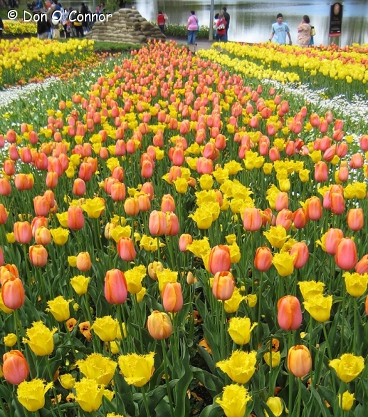 Tulips, Floriade, Canberra.