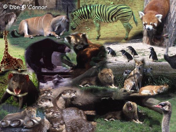 Zoo animals.