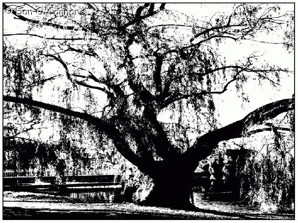 Willow tree.