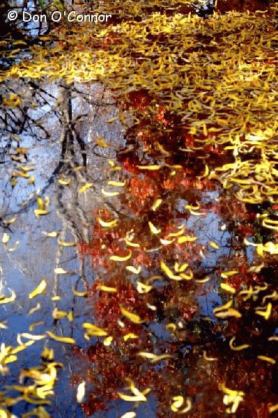 Abstract autumn leaves in water.
