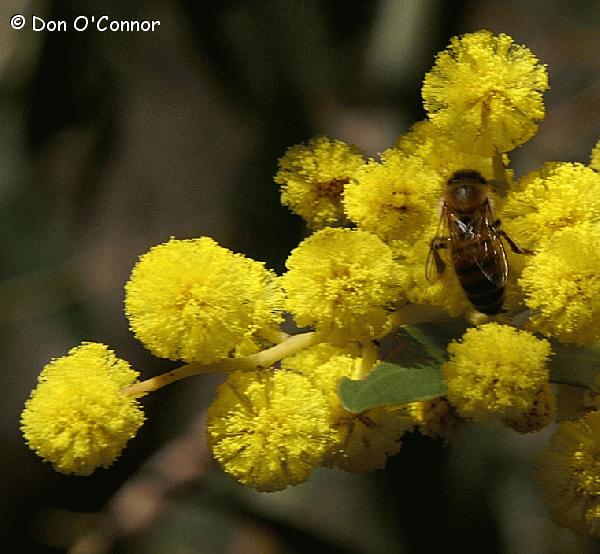 Wattle and bee.