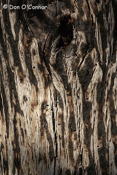 Abstract bark patterns.