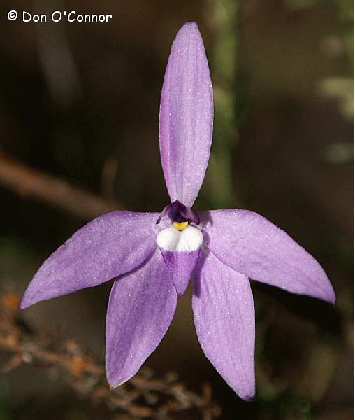 Wax-Lip Orchid.