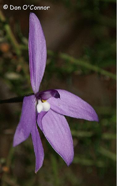 Wax-lip Orchid.