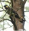 Yellow-Tailed Black-Cockatoo.