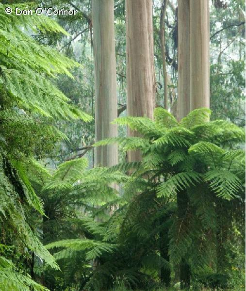 Trees and tree ferns.
