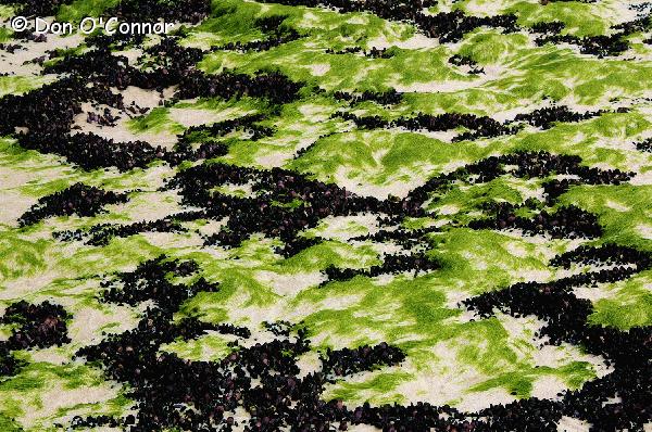 Seaweed and rock patterns.