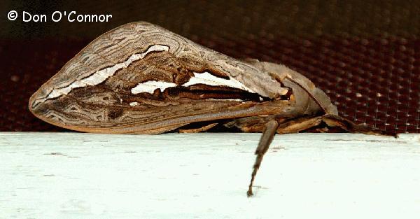A moth.