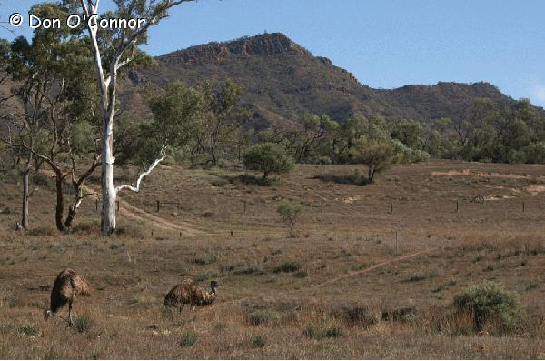 Emu in the Flinders Ranges.