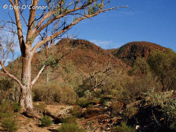 Dry creek bed, Northern Flinders Ranges.
