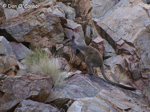 Black-Footed Rock-Wallaby.