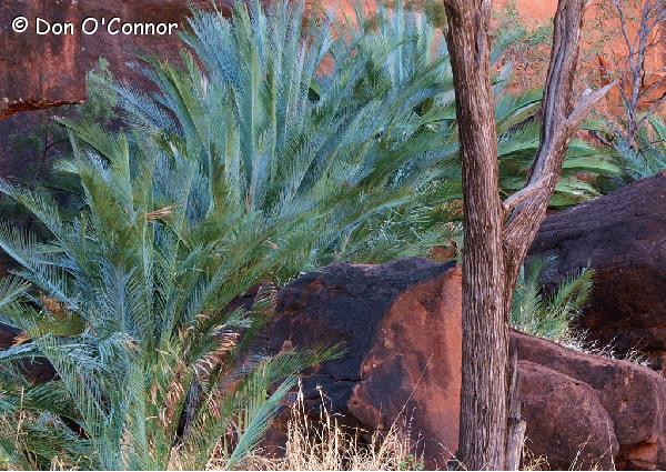MacDonnell Ranges Cycad.
