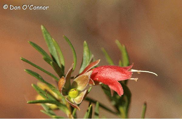 Latrobe's Desert Fuchsia.
