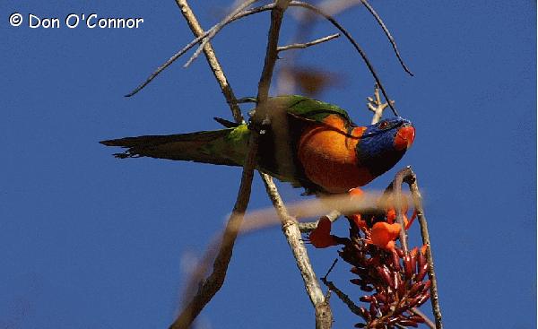 Red-Collared Lorikeet on a Bat's Wing Coral Tree.