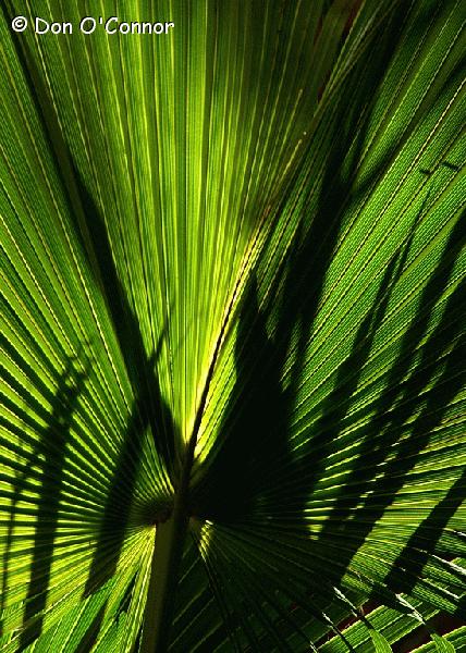 Abstract palm leaf.
