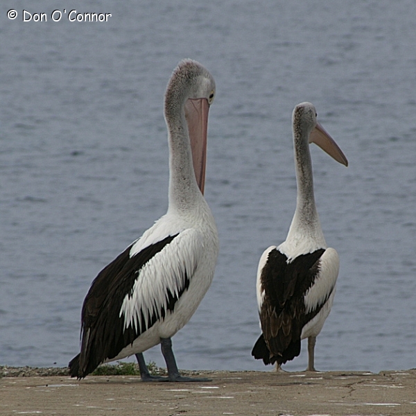 Australian Pelicans.
