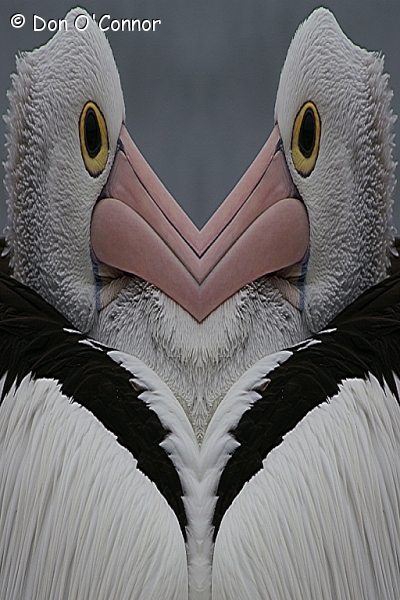Australian Pelican.