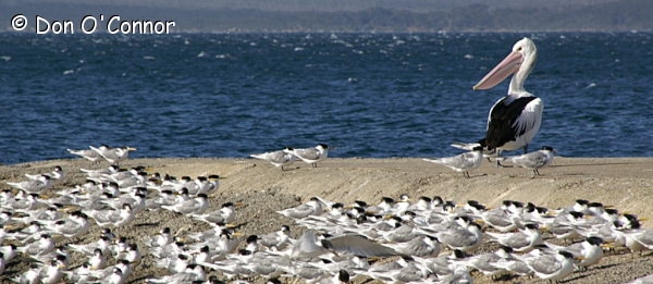 Crested Terns and an Australian Pelican.