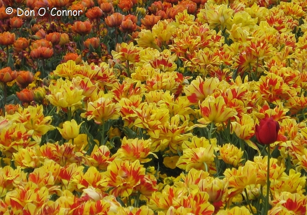 Tulips, Floriade, Canberra.