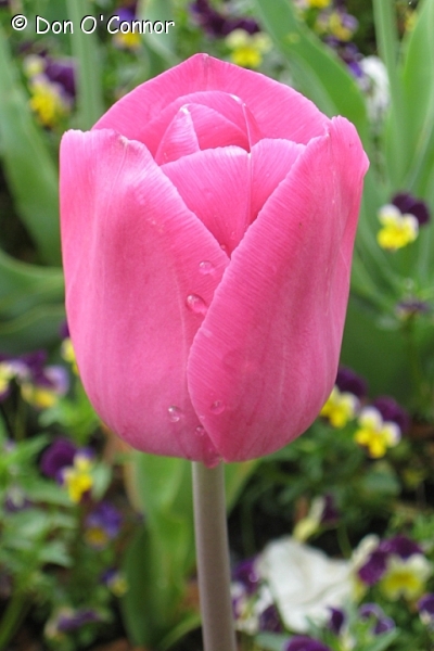 Tulip, Floriade, Canberra.